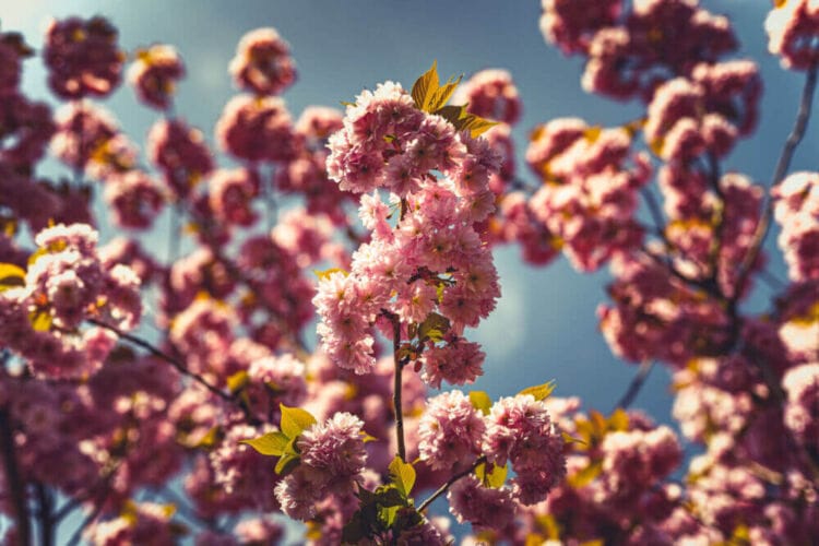 Natuurfotografie tijdens de lente in Den Bosch van roze Bloesem rond de ijzervrouw