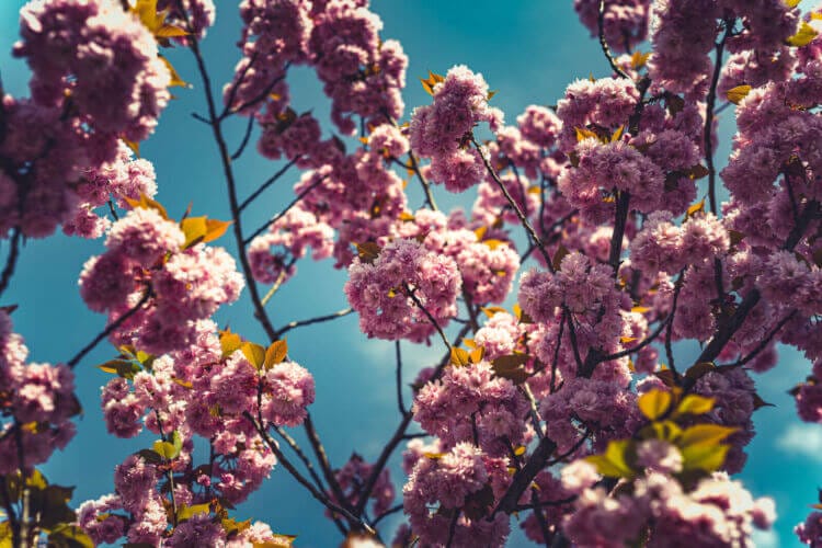 Natuurfotografie tijdens de lente in Den Bosch van roze bloesem rond de ijzervrouw