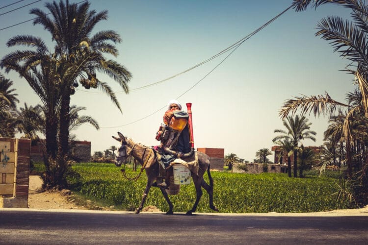 Man op ezel in Fayoum Egypte